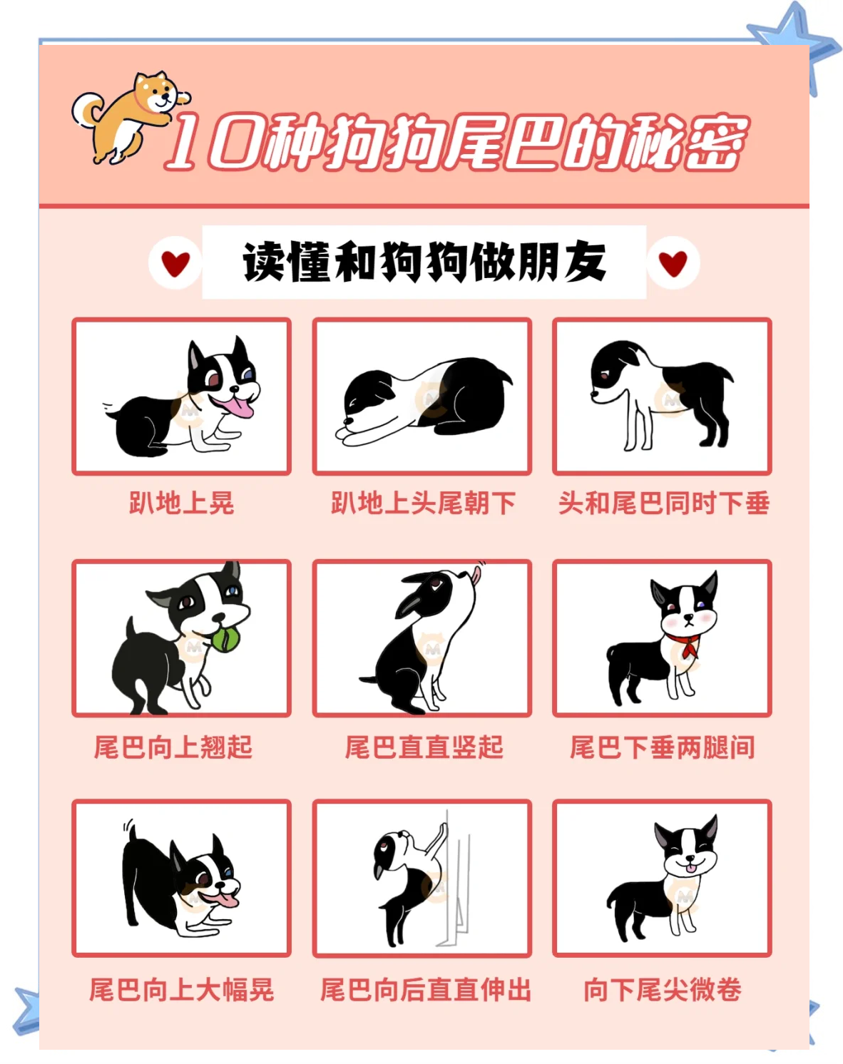 狗的尾巴有什么作用