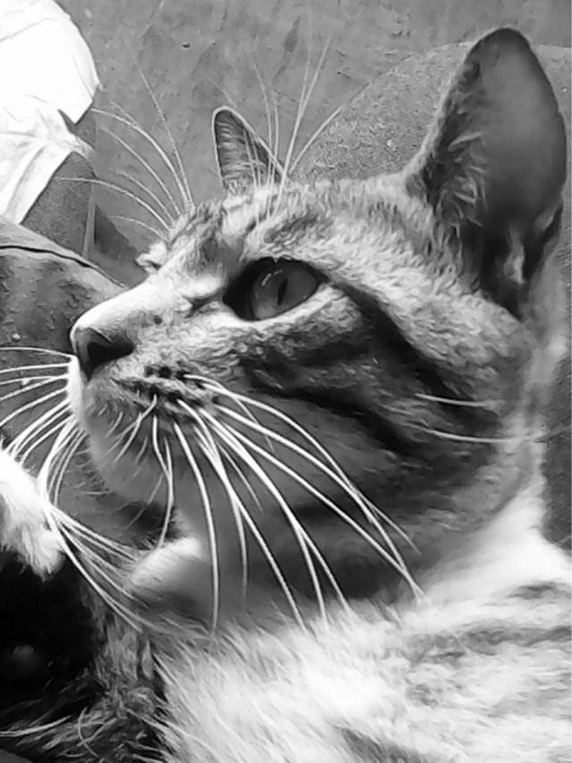 白面狸是保护动物吗,白面狸是保护动物吗?