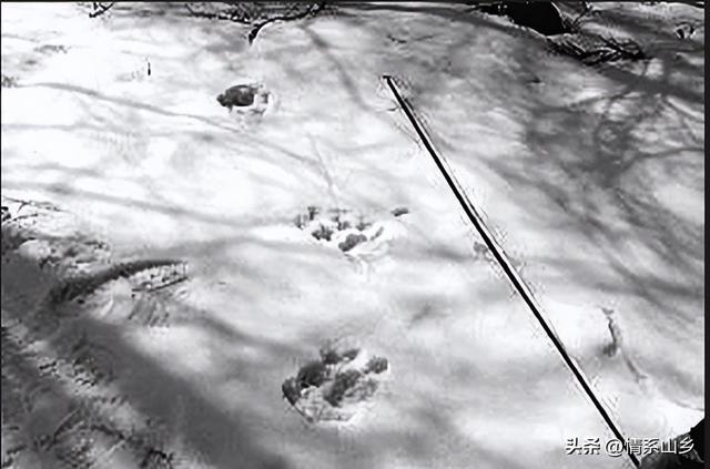 牛的脚印是什么样子的,牛的脚印是什么样子的图片
