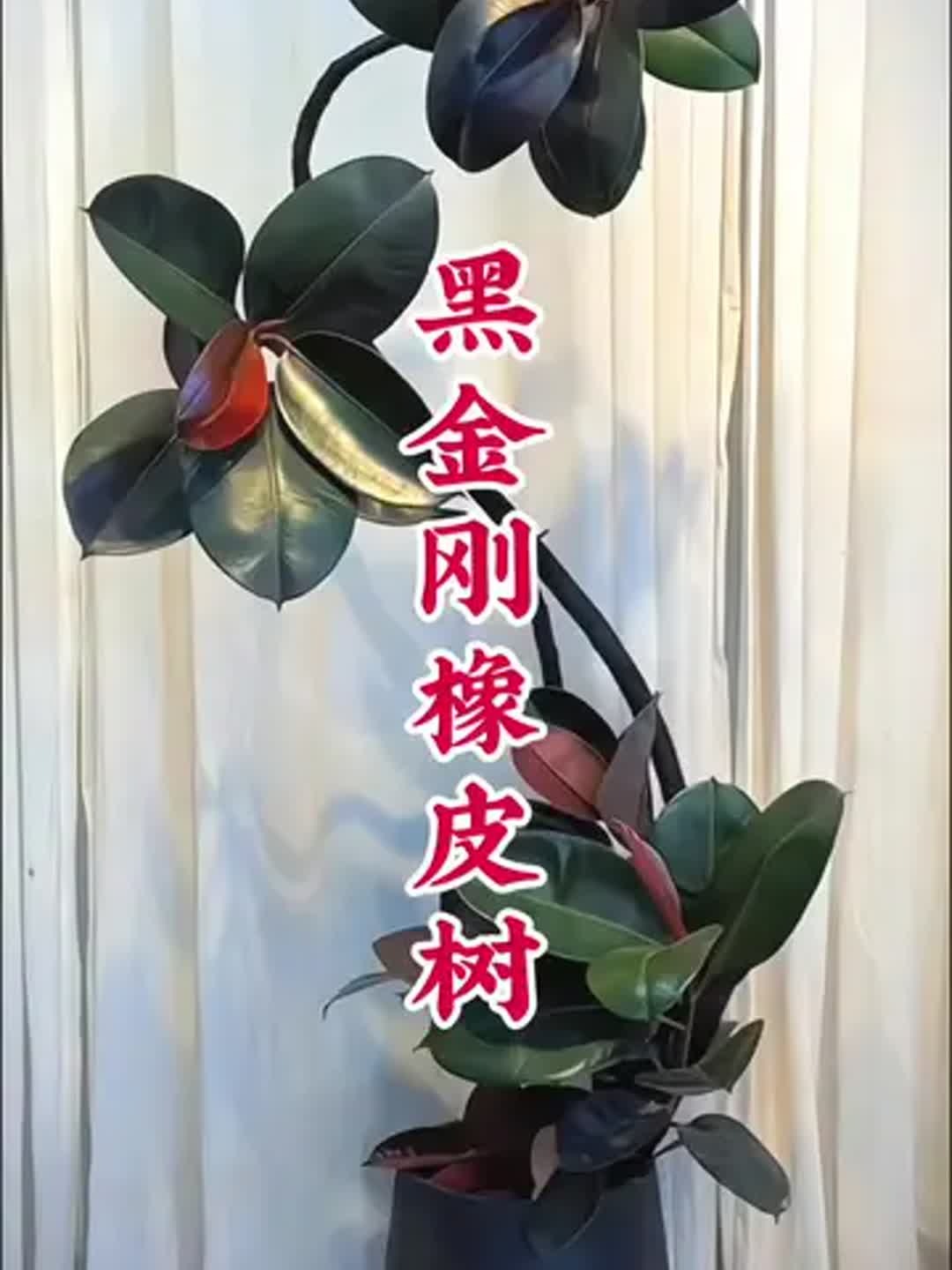 橡皮树放哪里最旺财,一进门看见橡皮树好吗