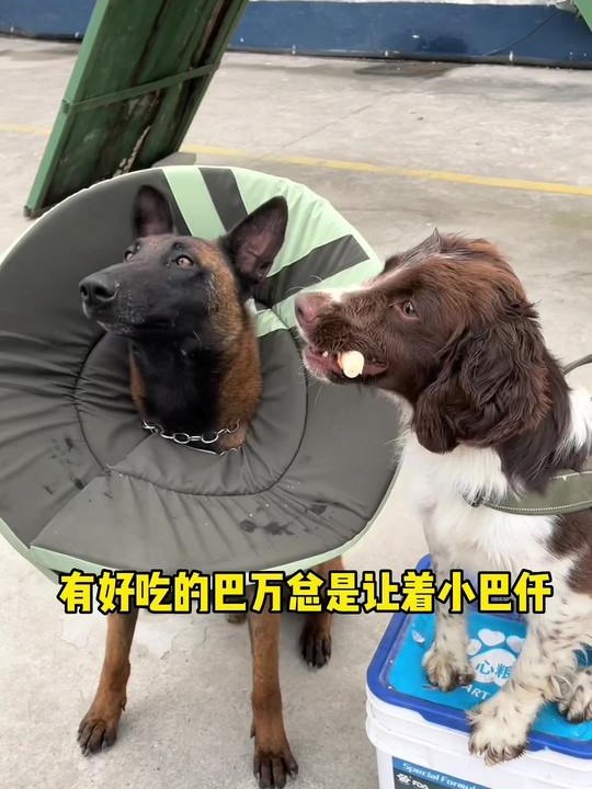 伊丽莎白圈是干嘛的,伊丽莎白圈是干什么用的