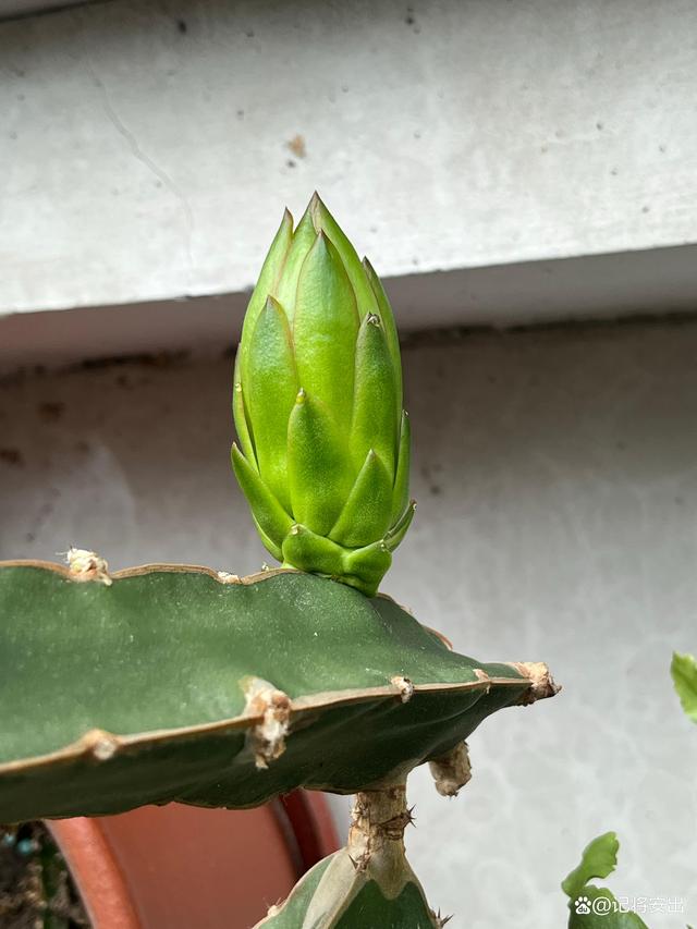 火龙果出花苞前的征兆,火龙果刚开始冒花苞要施什么肥料