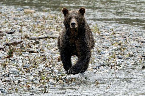 梦见黑熊是什么预兆,梦见黑熊是什么预兆 女性