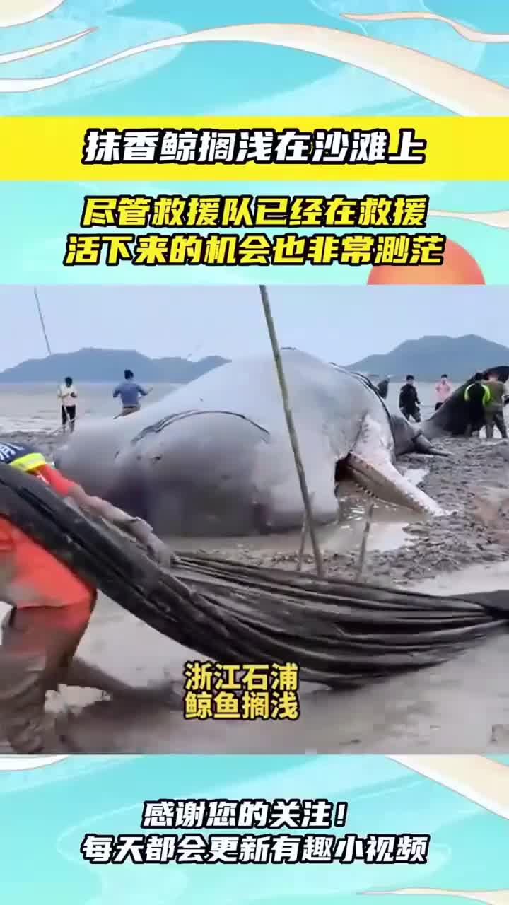 鲸鱼搁浅什么意思,鲸鱼搁浅预示着什么