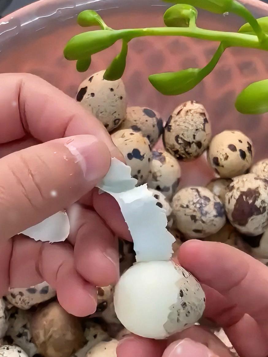 鹌鹑蛋要煮多长时间,鹌鹑蛋要煮多久才能熟