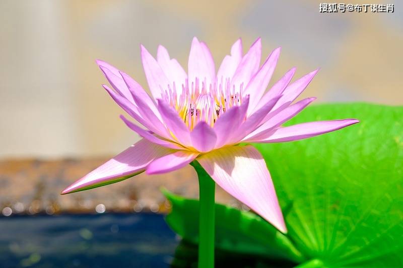 独木成船双木林打一生肖,独木成船双木林打一生肖最佳答案