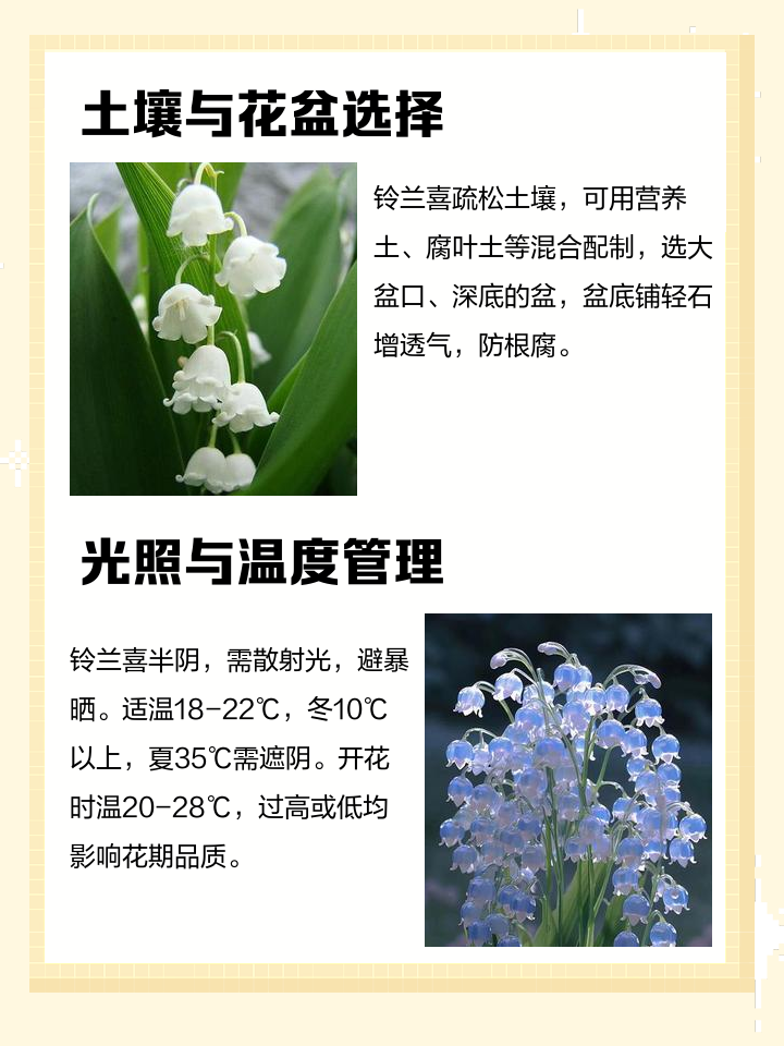 兰花养殖方法,兰花养旺的4个方法