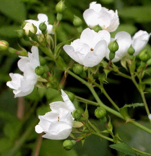 荼靡是什么意思网络,荼靡是什么意思寓意深刻