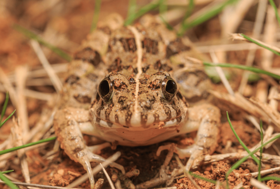 青蛙种类,所有蛙类的图片