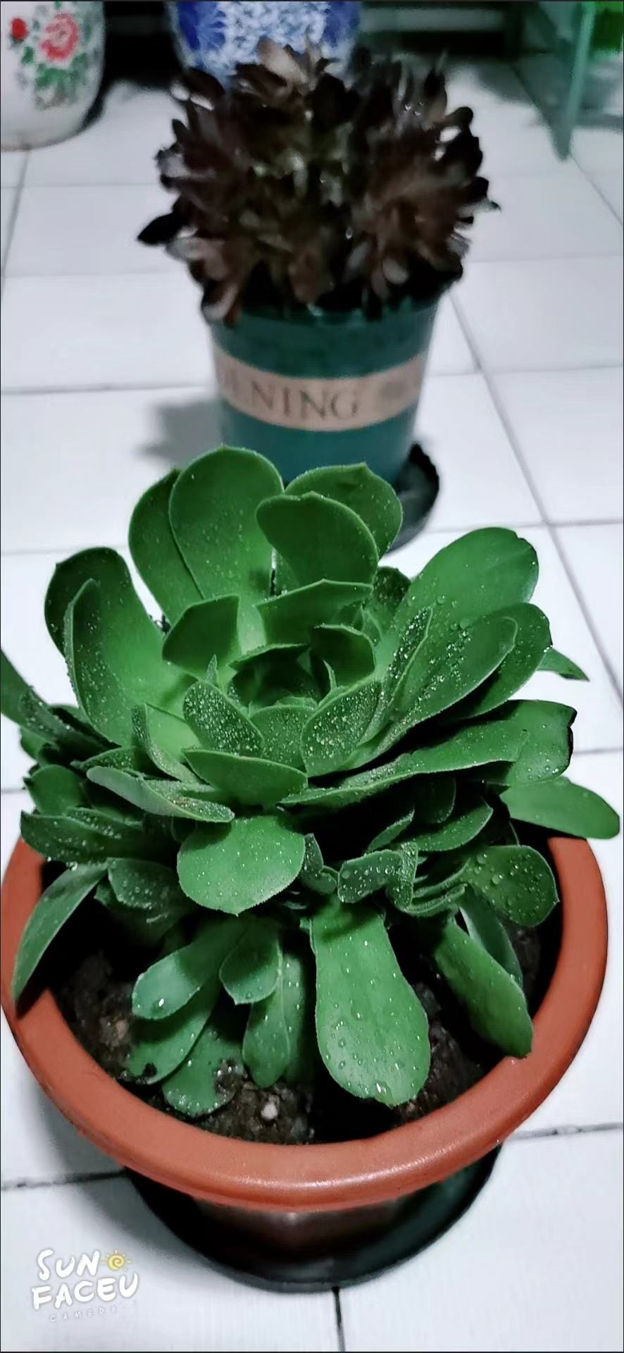 绿法师怎么养出状态,绿法师的养护和注意事项