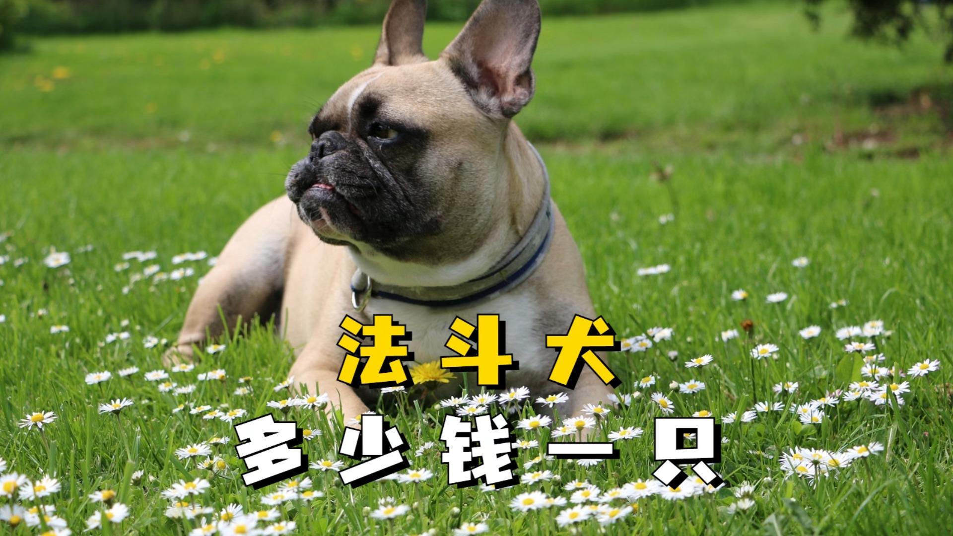 法斗的价格,法斗价格2024