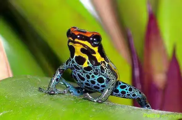 幽灵箭毒蛙害怕什么,毒箭蛙的危险指数几星?
