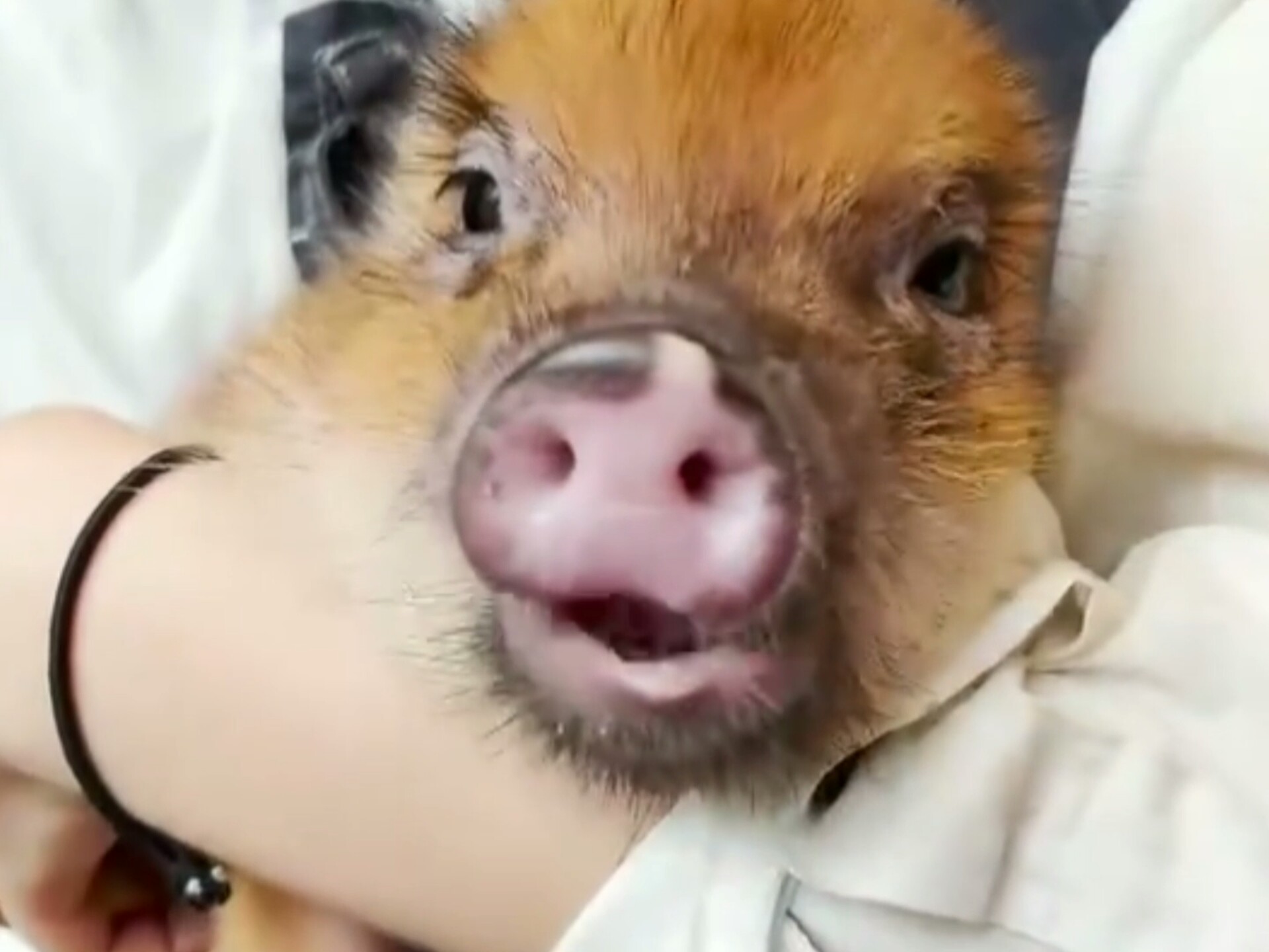 猪猪造句,猪 造词