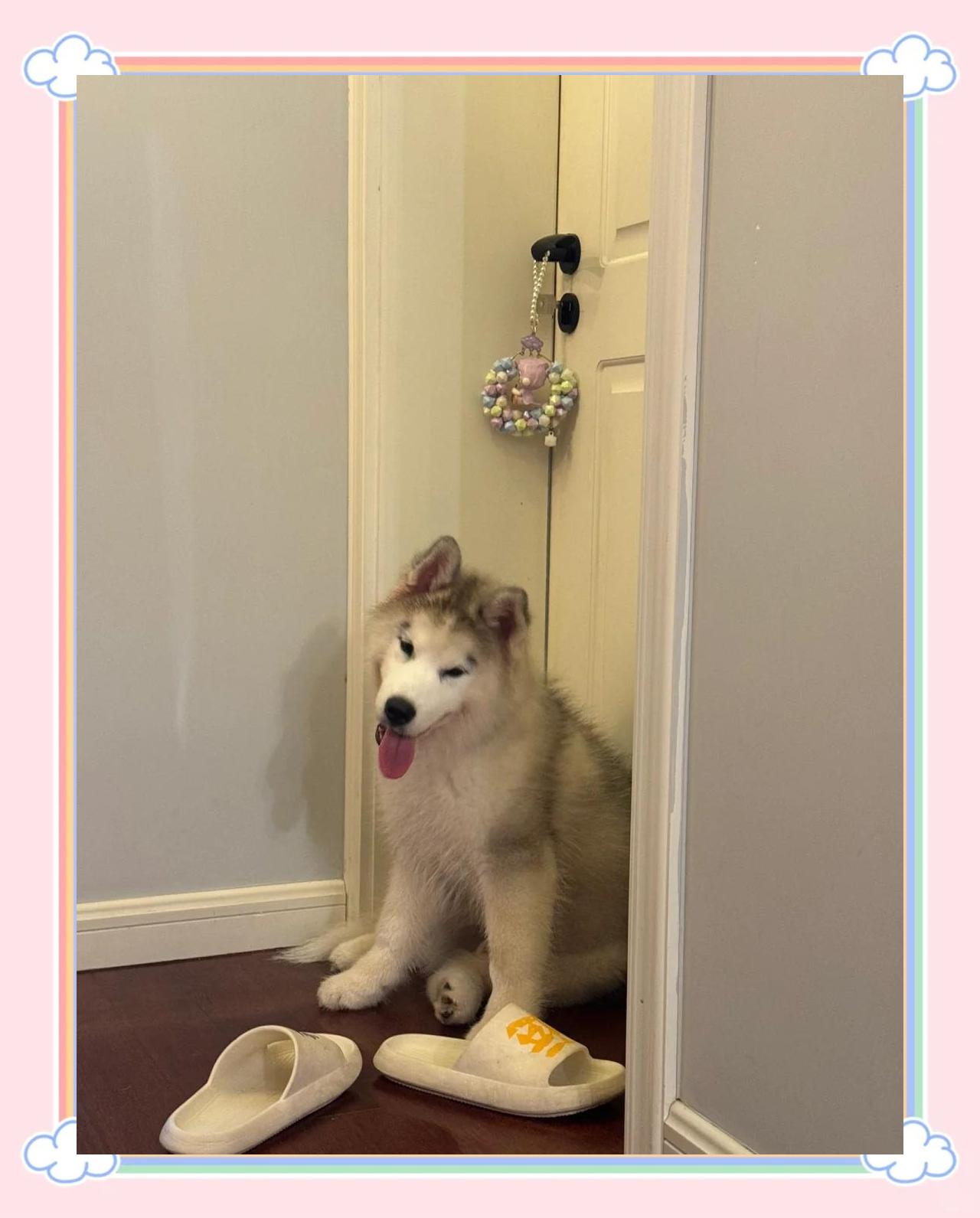 哈士奇为什么喜欢拆家？,哈士奇拆家为什么还有人养