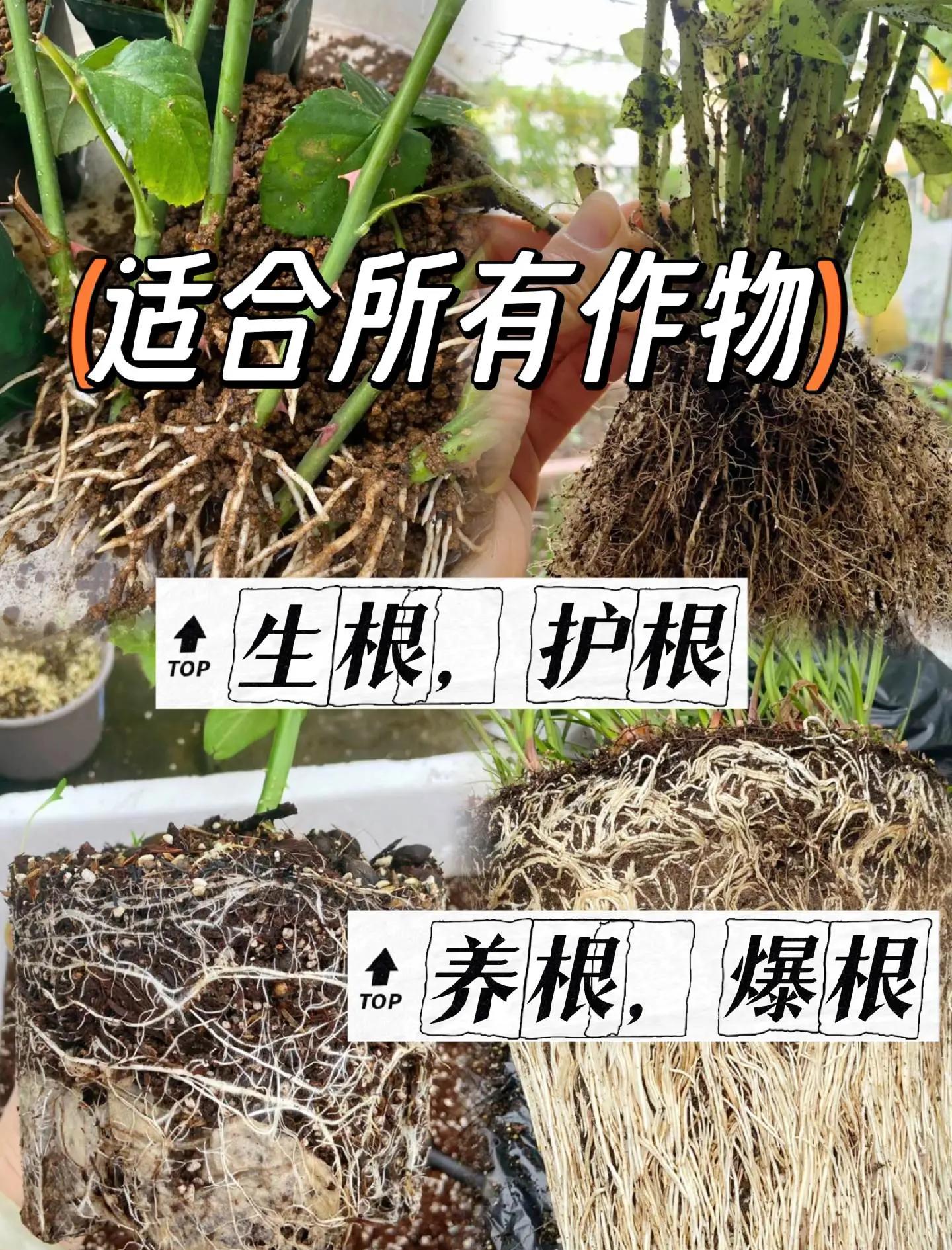 生根粉泡根要多久,生根粉泡根要泡多久