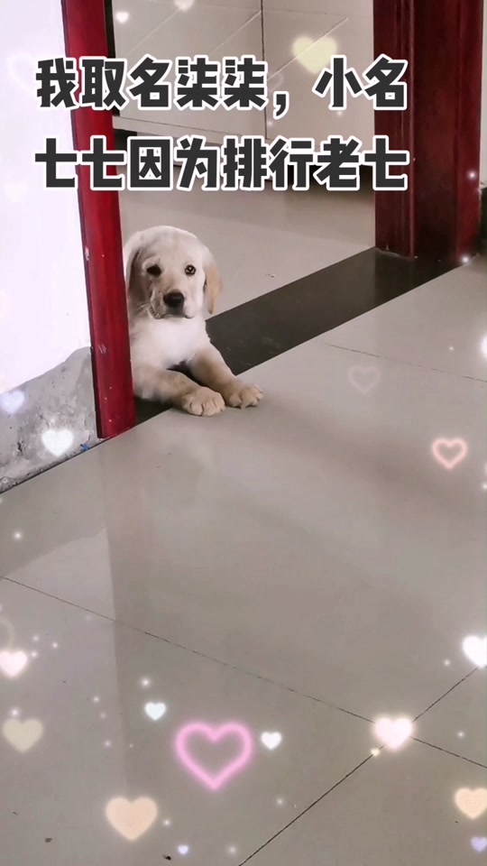 小名柒柒的寓意,小名柒柒的寓意和禁忌