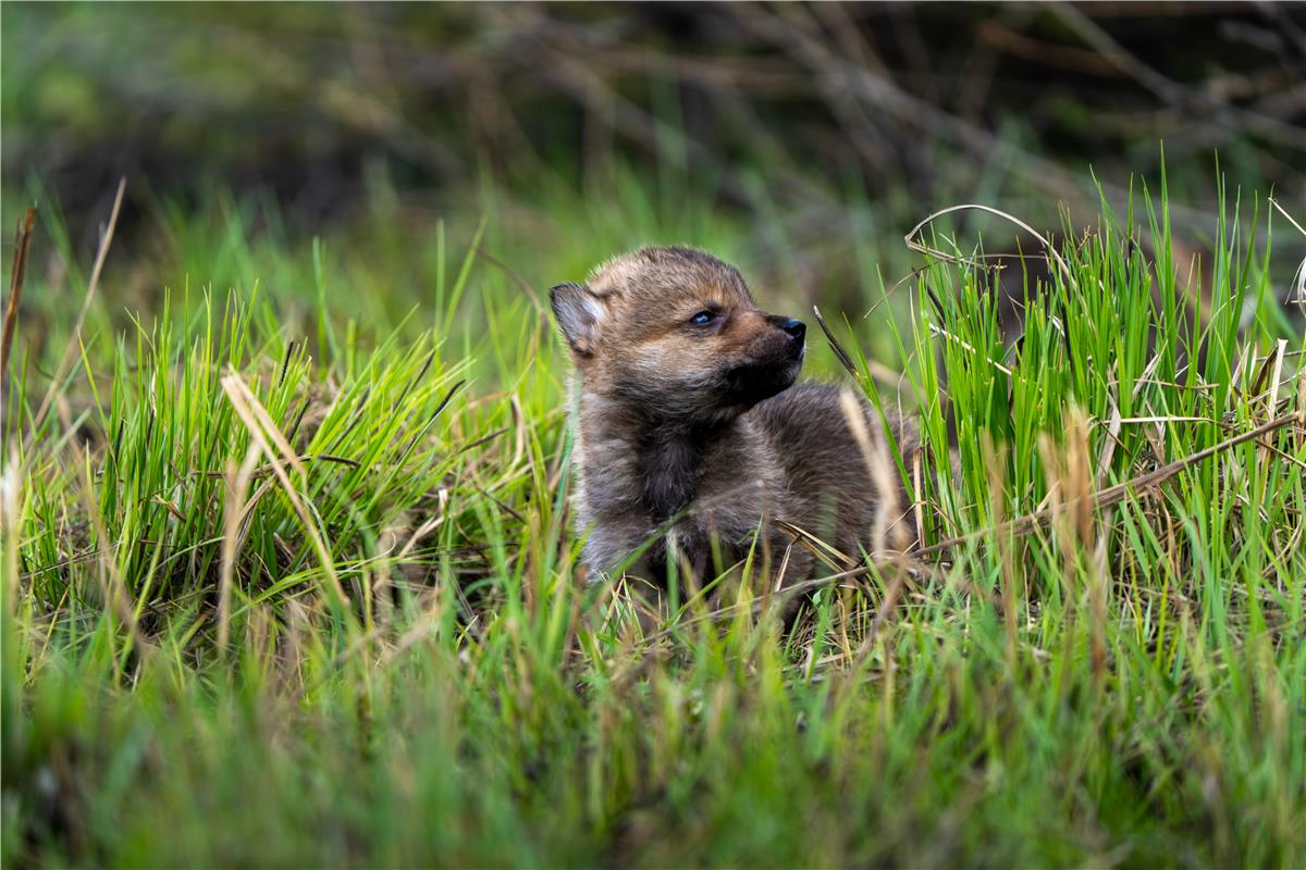 狼崽网络解释是什么,狼崽lykan hypersport