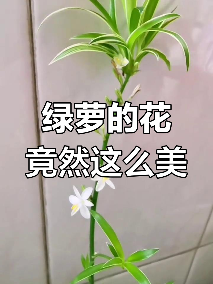 绿萝花价格一般多少钱,绿萝花价格一般多少钱一盆