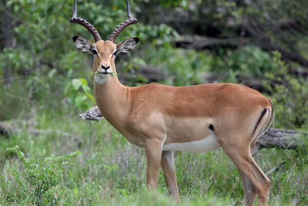 陆地最大的动物,陆地最大的动物是什么