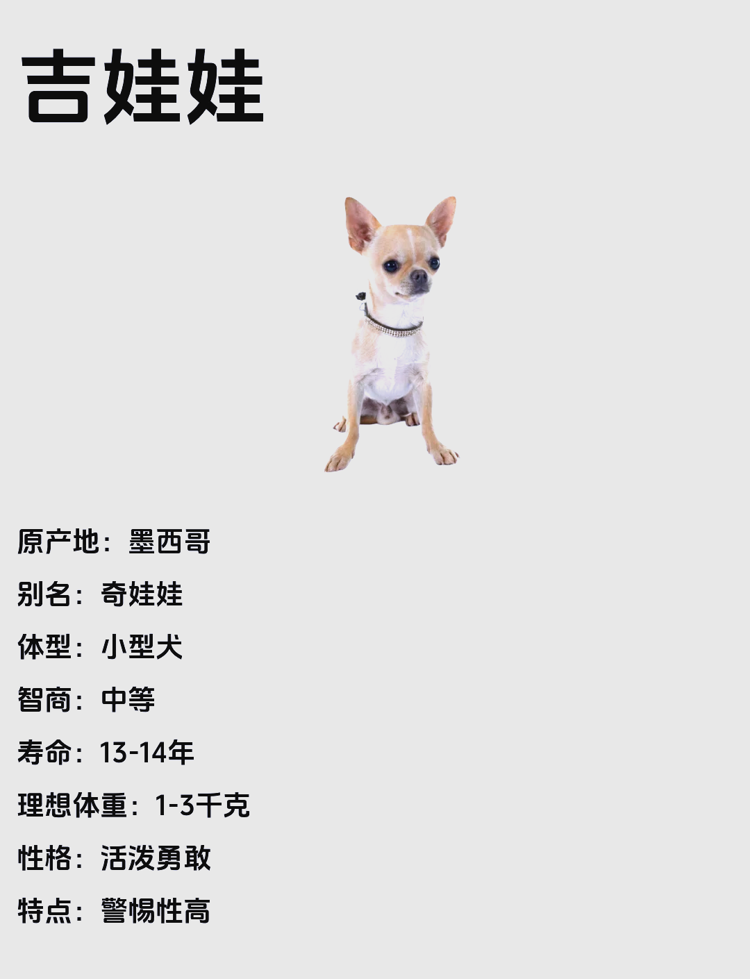 小鹿犬智商排名第几,小鹿犬智商相当于人类几岁