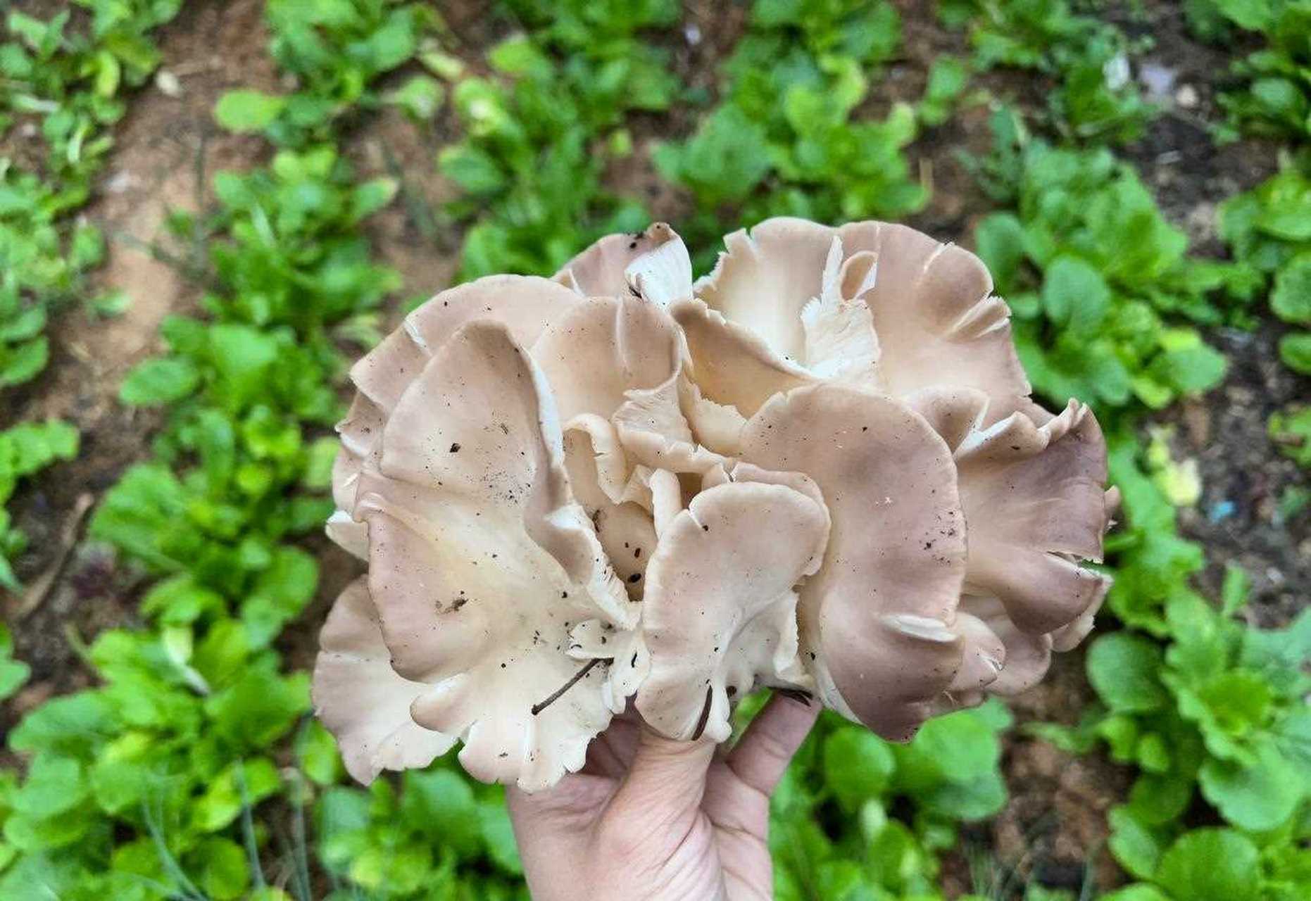 常见的野生蘑菇,常见的野生蘑菇有哪些