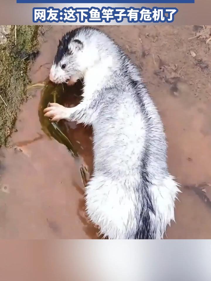 宠物貂认主人吗？重要还是训练到位,
