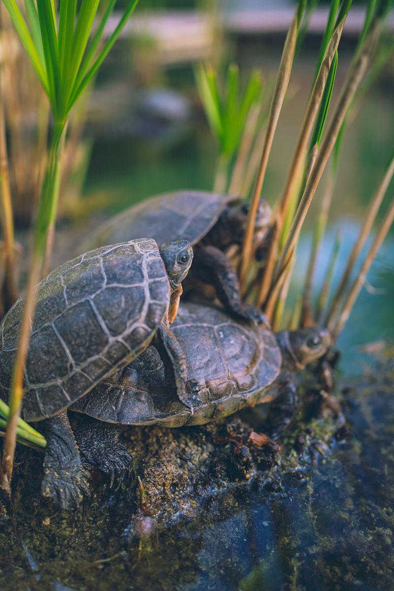 什么乌龟最好养,什么乌龟最好养寿命长