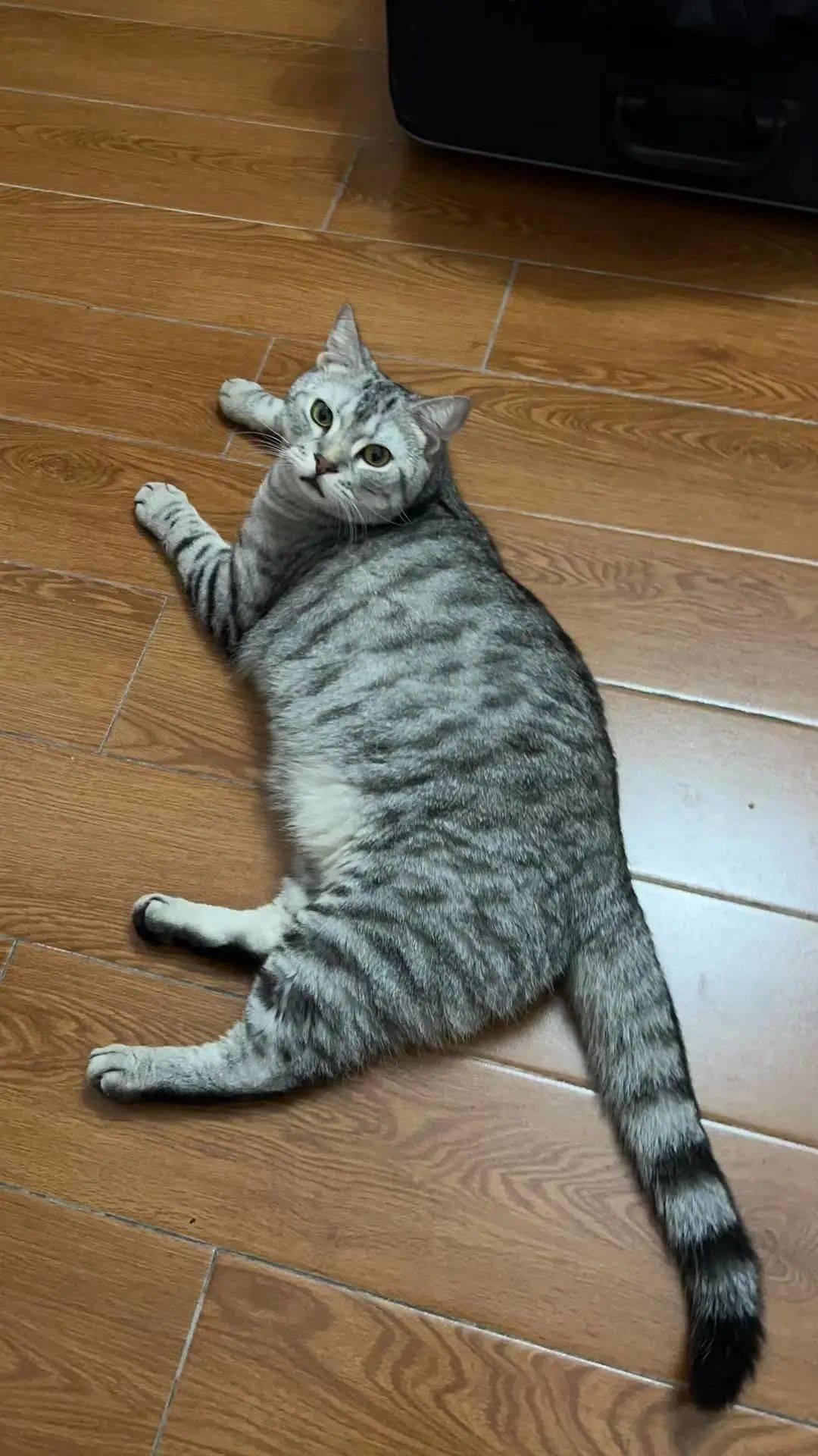 猫咪价格行情怎么样？美国短毛猫价格公布啦！,