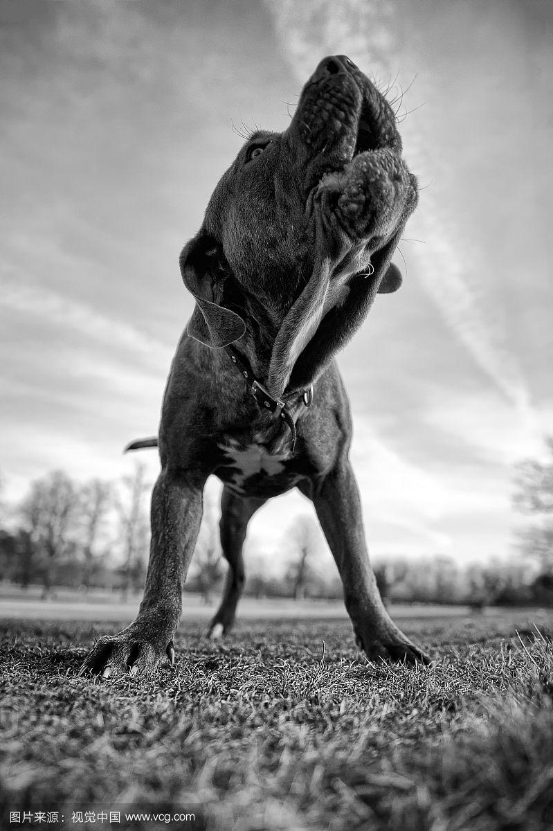 比特犬图片高清图片,比特犬图片高清图片可爱