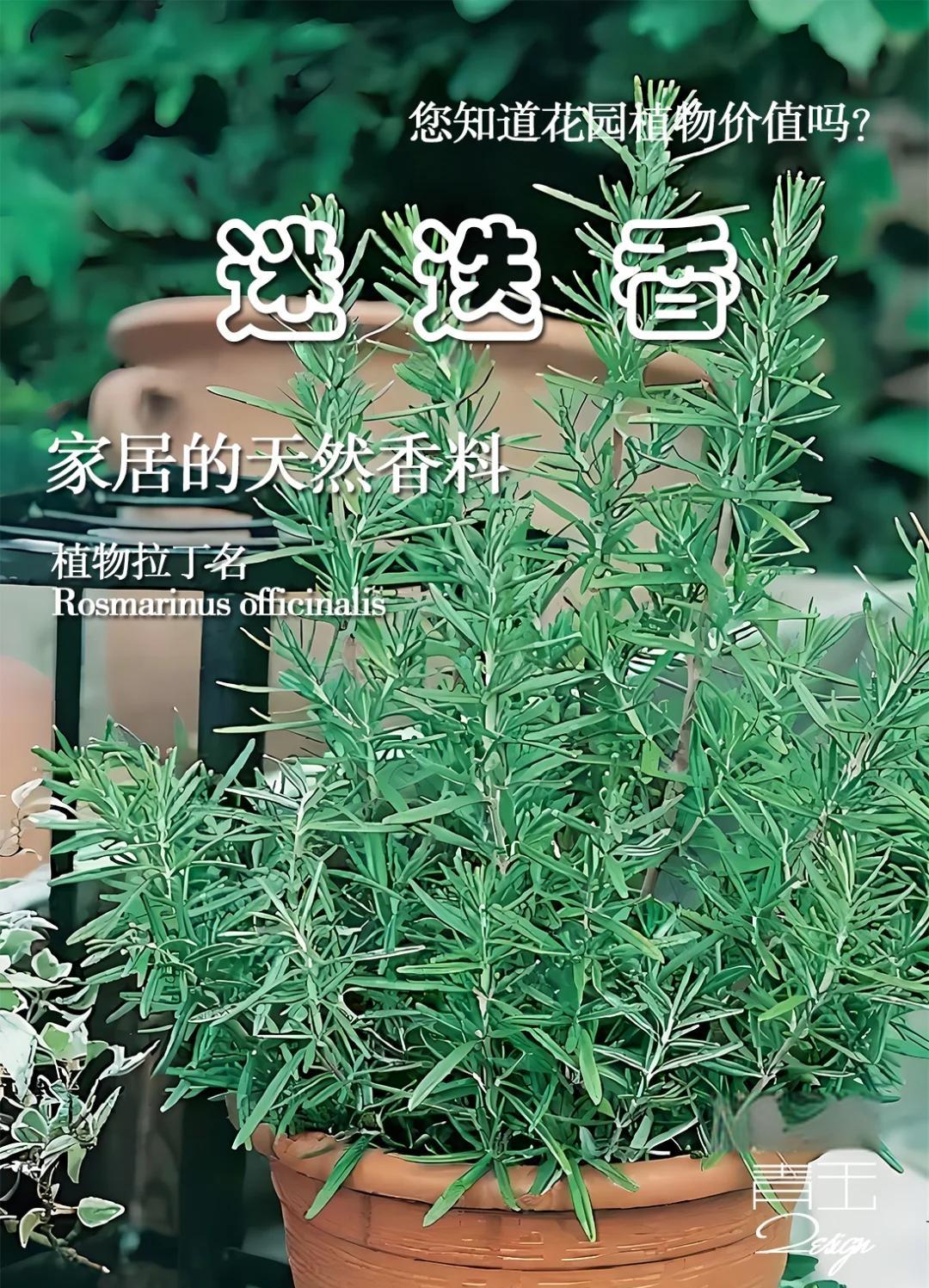 迷迭香花语,迷迭香花语文案