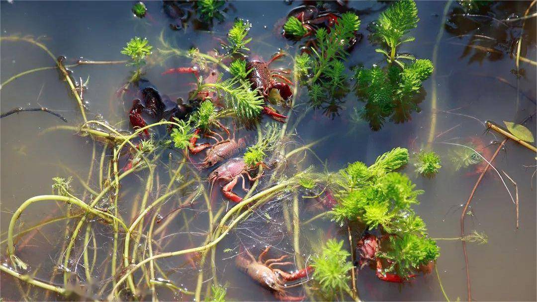 种植龙虾怎么养护,龙虾种植培训视频教程