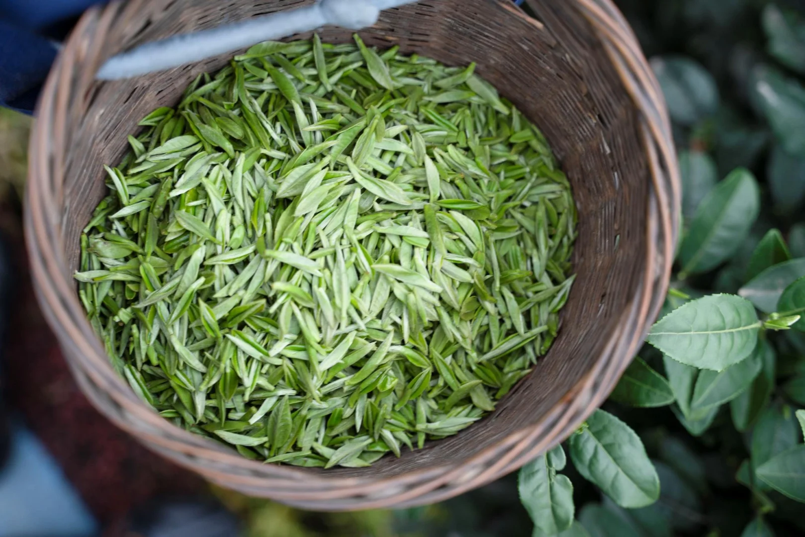 四川都有哪些茶叶,四川都有哪些茶叶出名