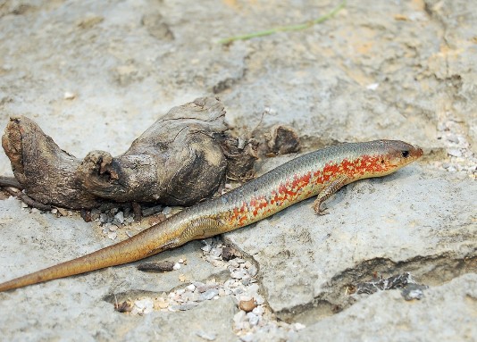 蛇长脚是什么动物,小蛇长脚