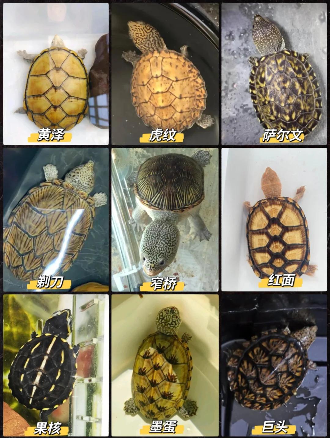 东部网目鸡龟能活多少年,