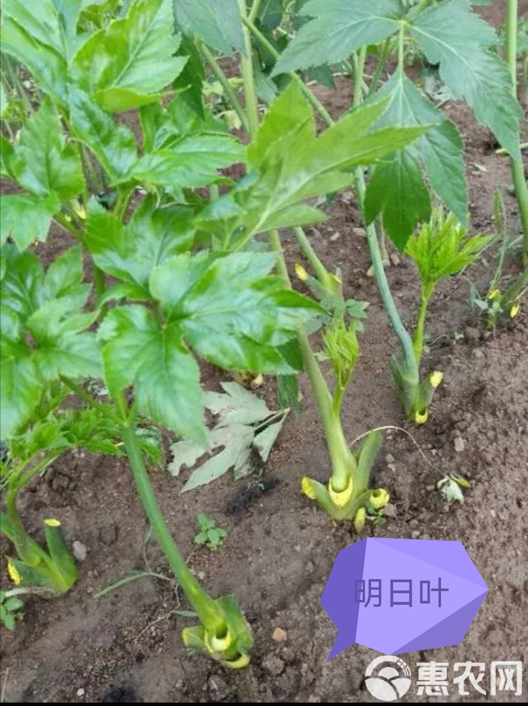 明日叶的价值与功效是什么,明日叶的神奇功效 食用方法