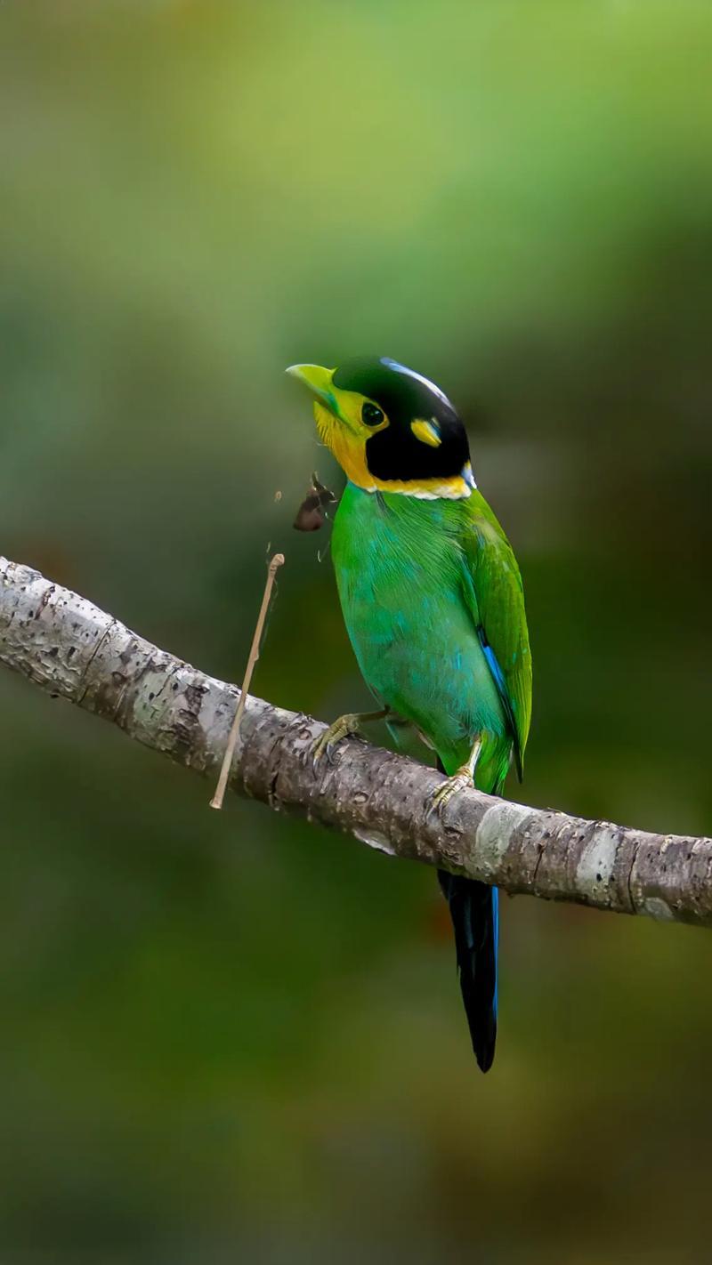 二级保护野生动物有哪些,二级保护野生动物有哪些中药