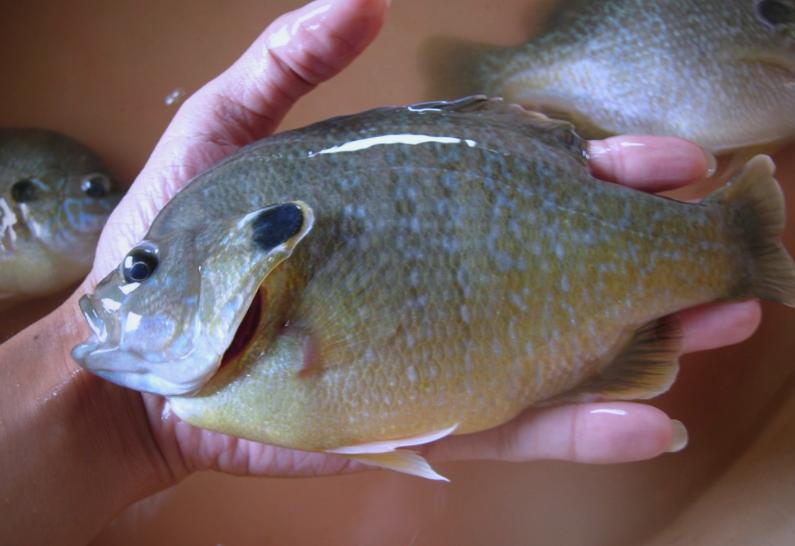 太阳鱼有毒为什么还吃,太阳鱼有毒为什么还吃鱼