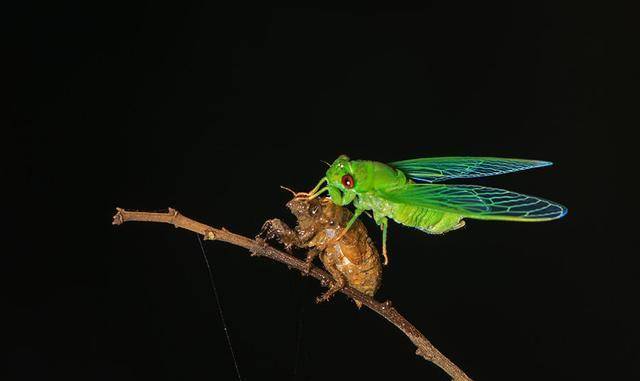 金蝉子是什么动物,唐僧金蝉子是什么动物