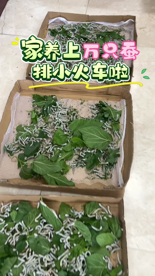 养一万只蚕能收入多少钱,养10万只蚕可以赚钱多少