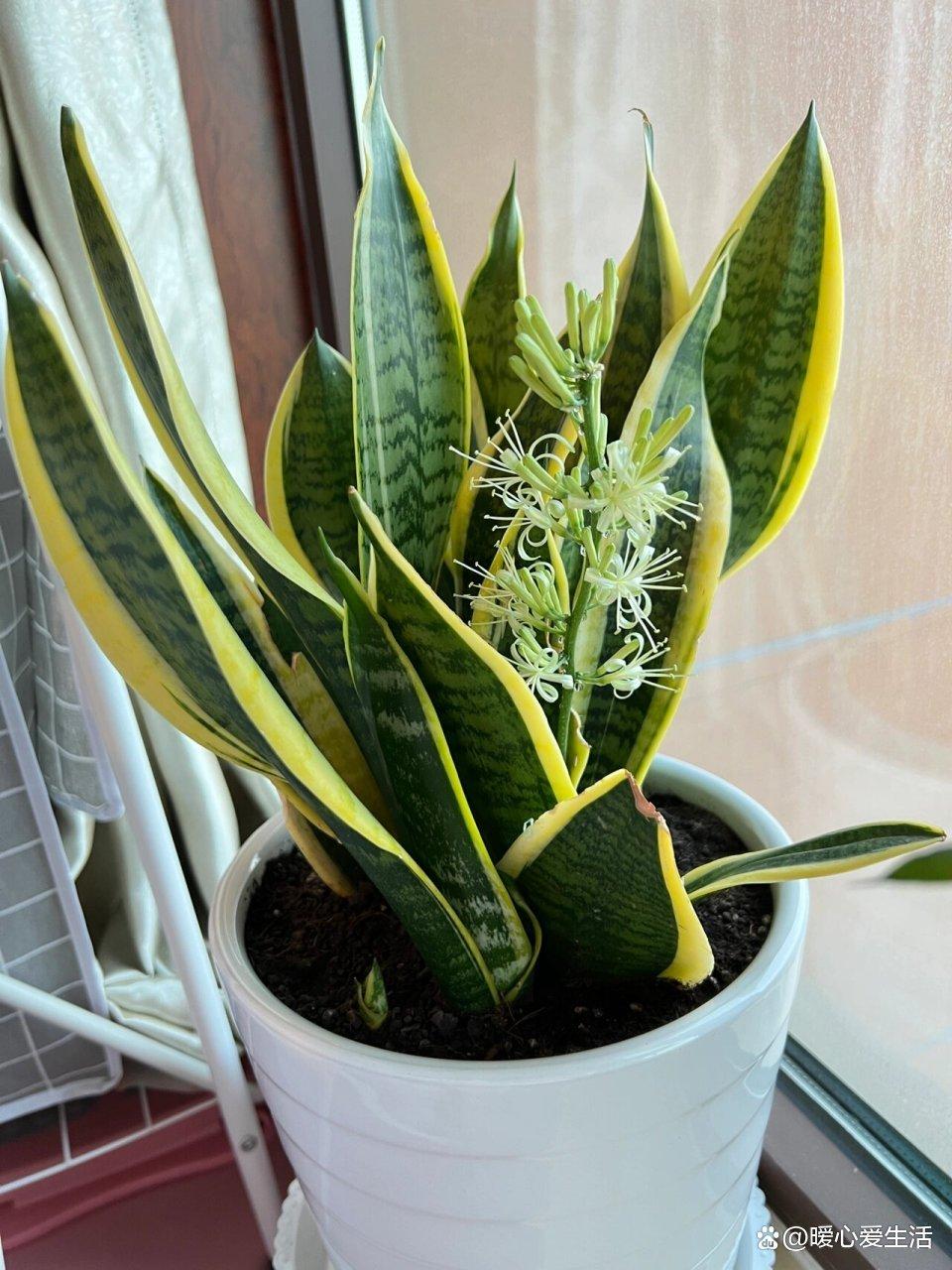 卧室里放什么植物比较好,卧室放什么植物对身体健康好不好