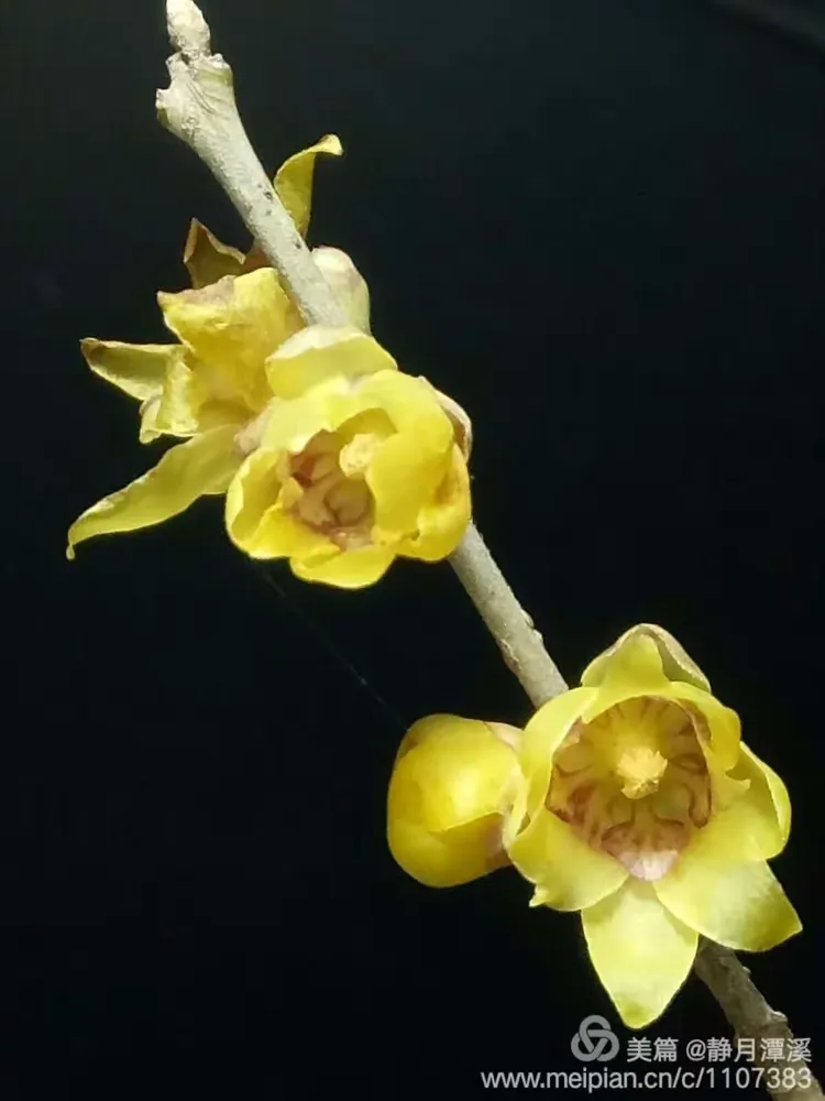 韵致的解释是什么,韵致什么意思怎么造句