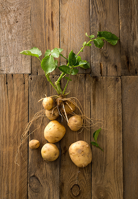 土豆是根吗,土豆是根吗还是果实