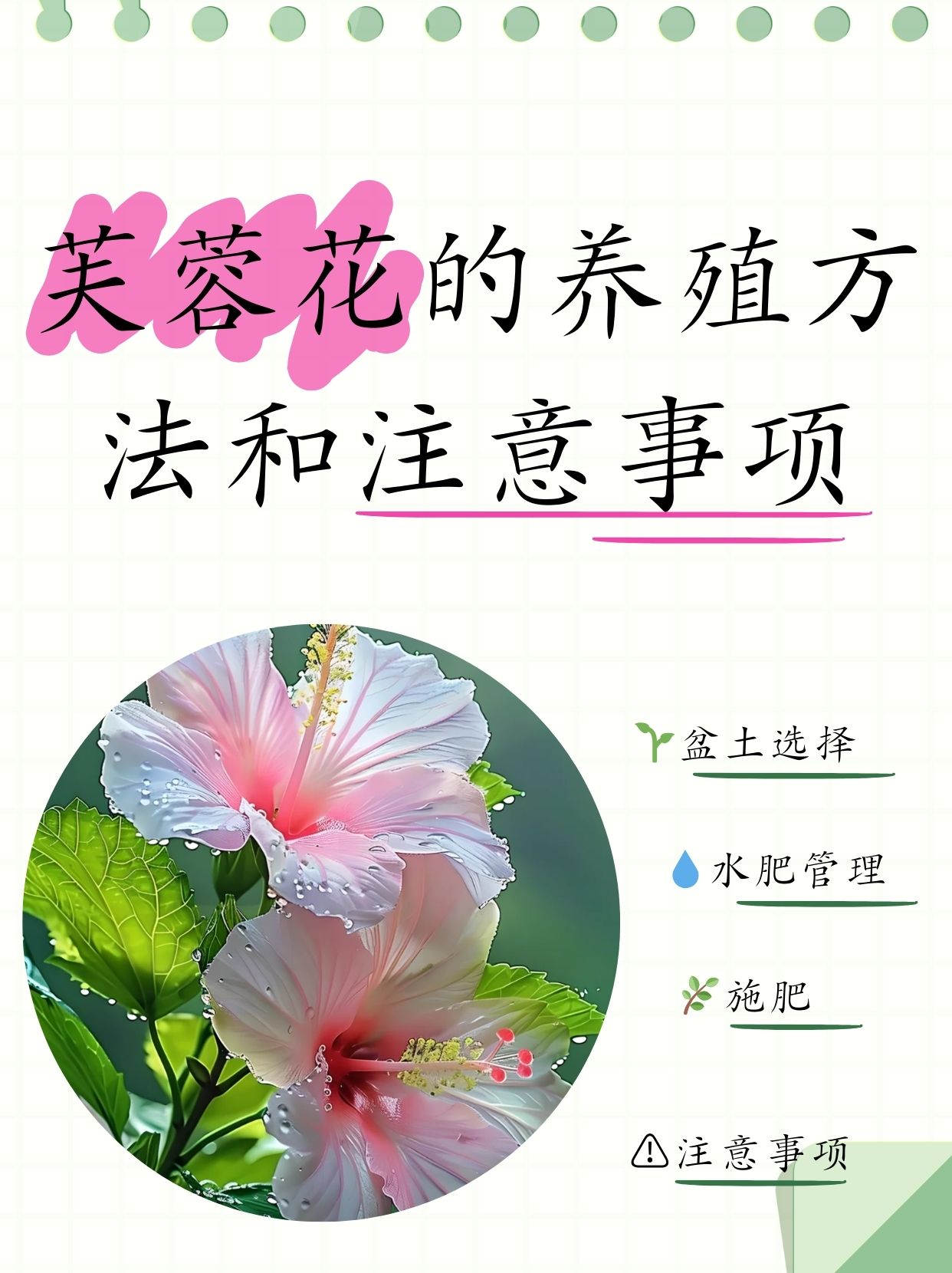 养殖芙蓉花的方法,芙蓉花盆栽的养殖方法
