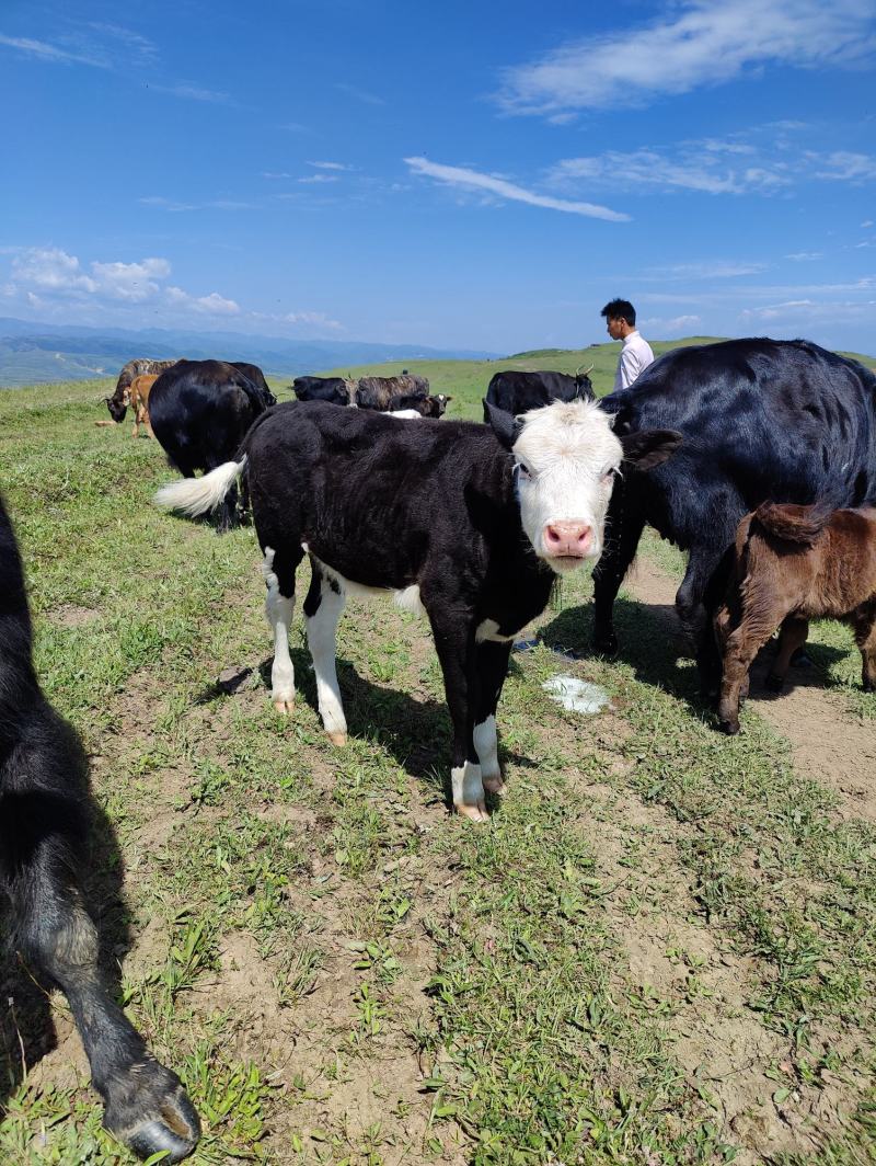 黑牛白角词语意思是什么,黑牛白角词语意思是什么解释