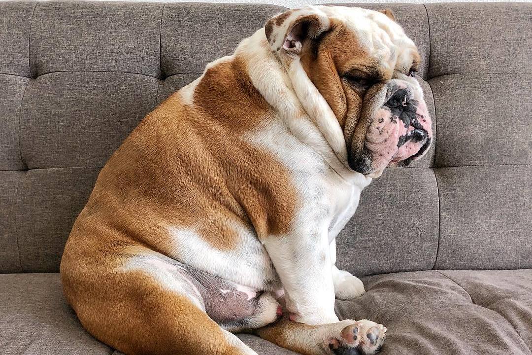 杀死壁虎,他会记仇吗?,