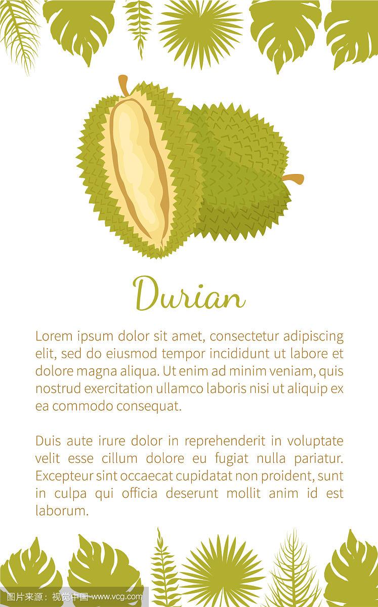 榴莲的英语是什么,榴莲用英语怎么讲?