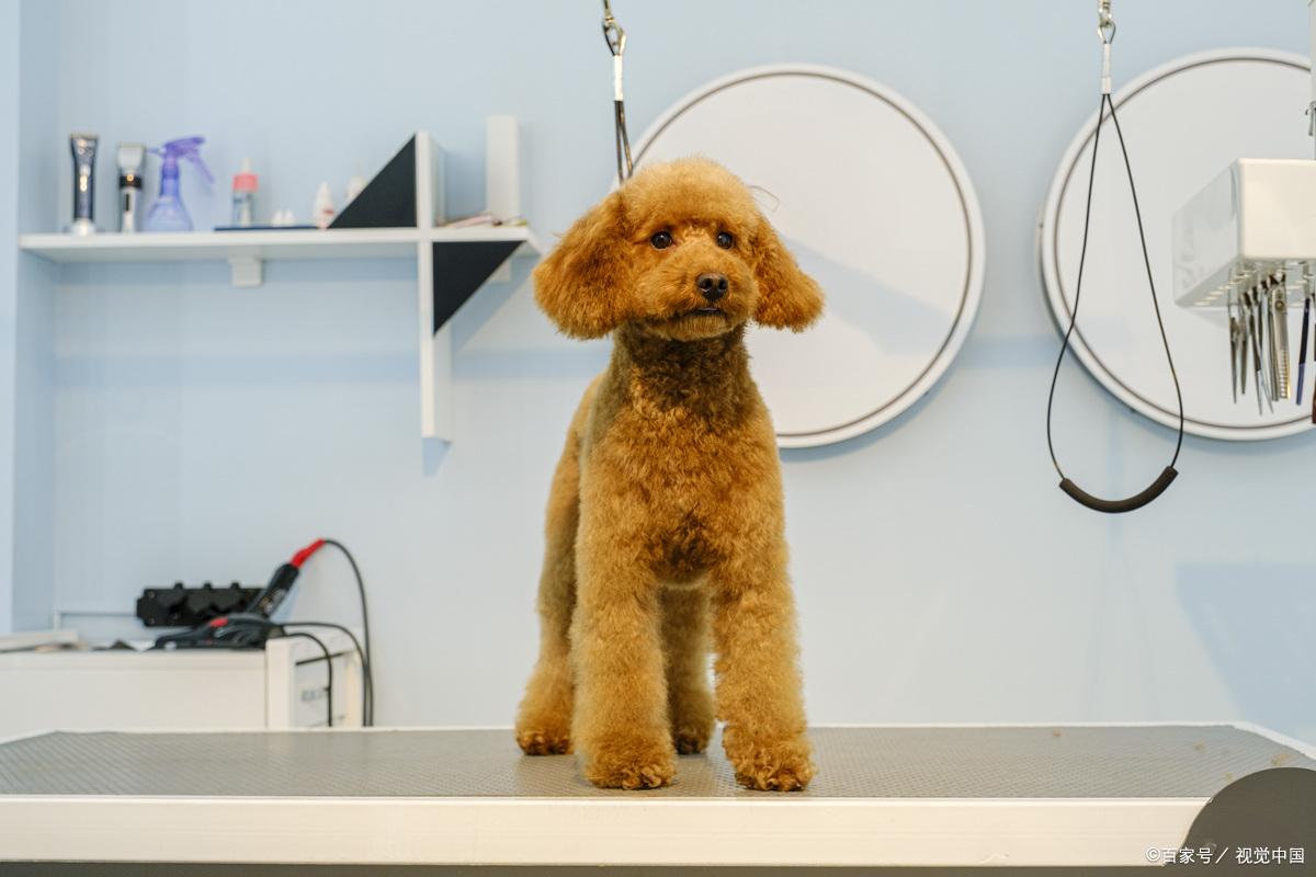 成年泰迪狗狗可以吃鸡骨头吗,成年泰迪狗狗可以吃鸡骨头吗图片