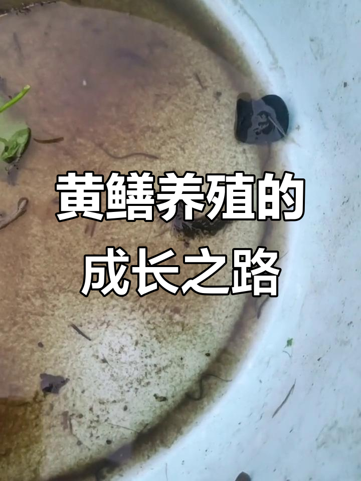 关于鳝鱼的养殖方法,关于鳝鱼的养殖方法和技术