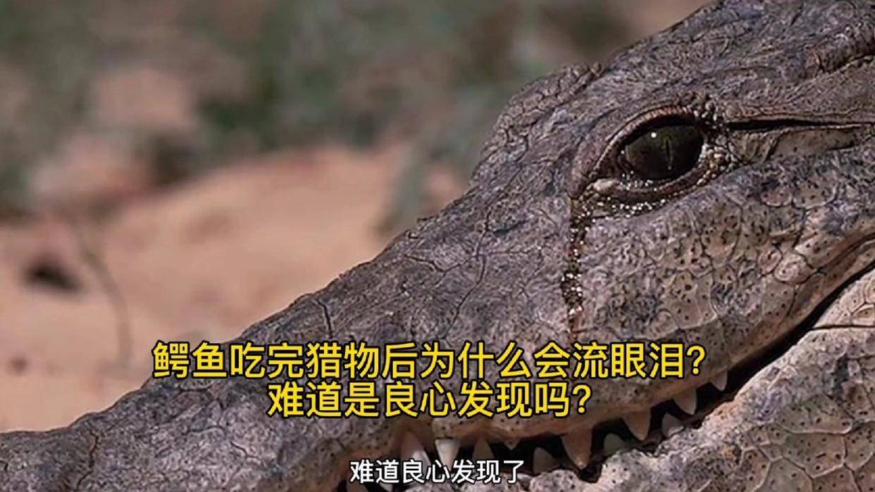 鳄鱼的眼泪有什么含义,鳄鱼的眼泪有什么含义吗