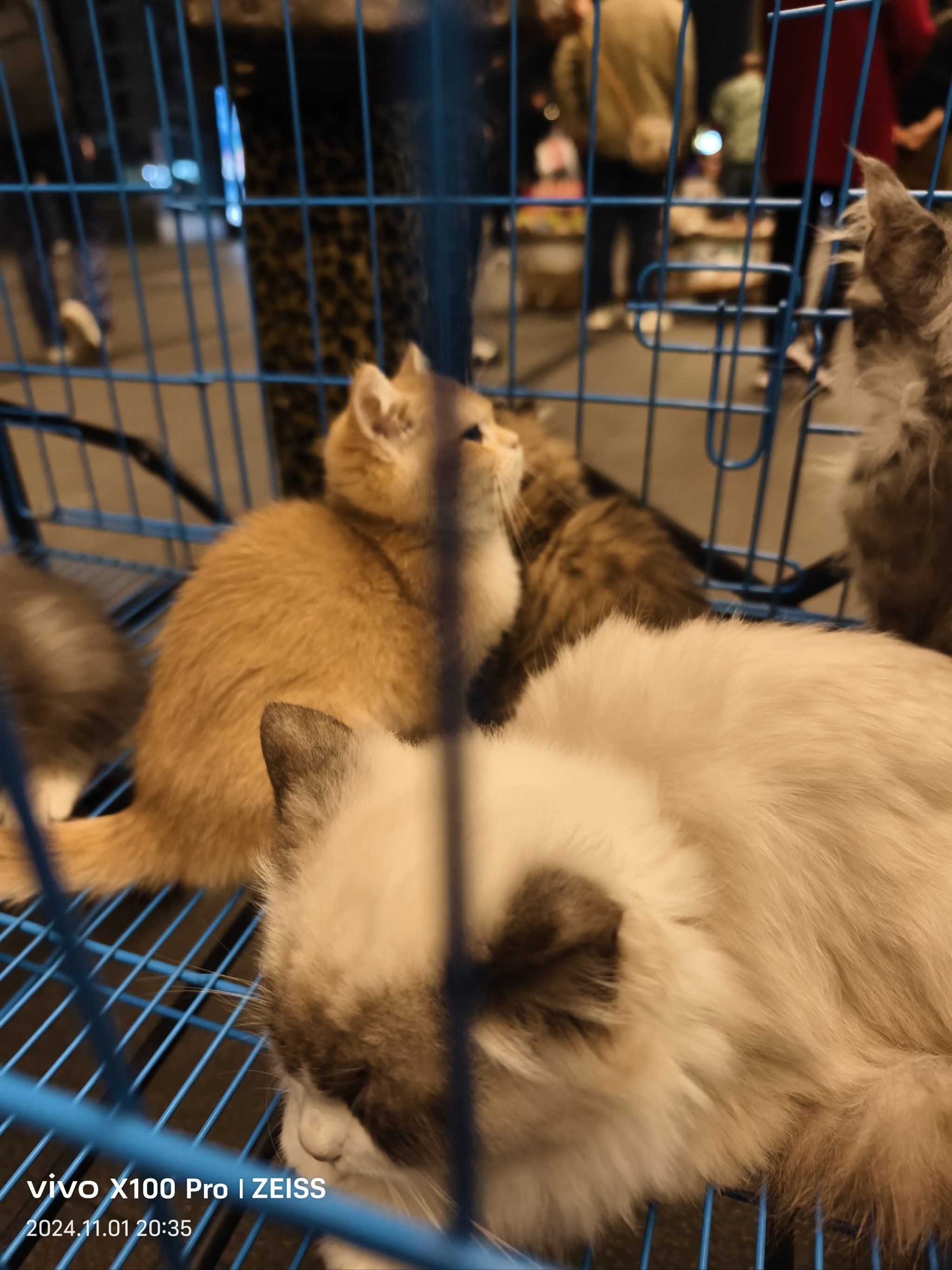 自己的宠物猫怎么卖,怎么把自己的猫卖出去
